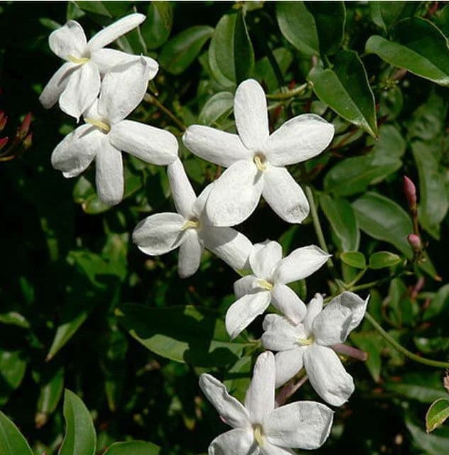 Grandiflorum