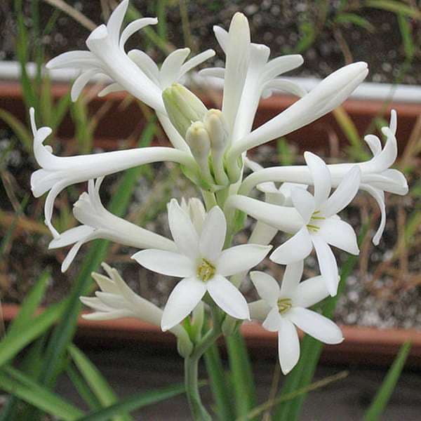 Polianthes Tuberosa