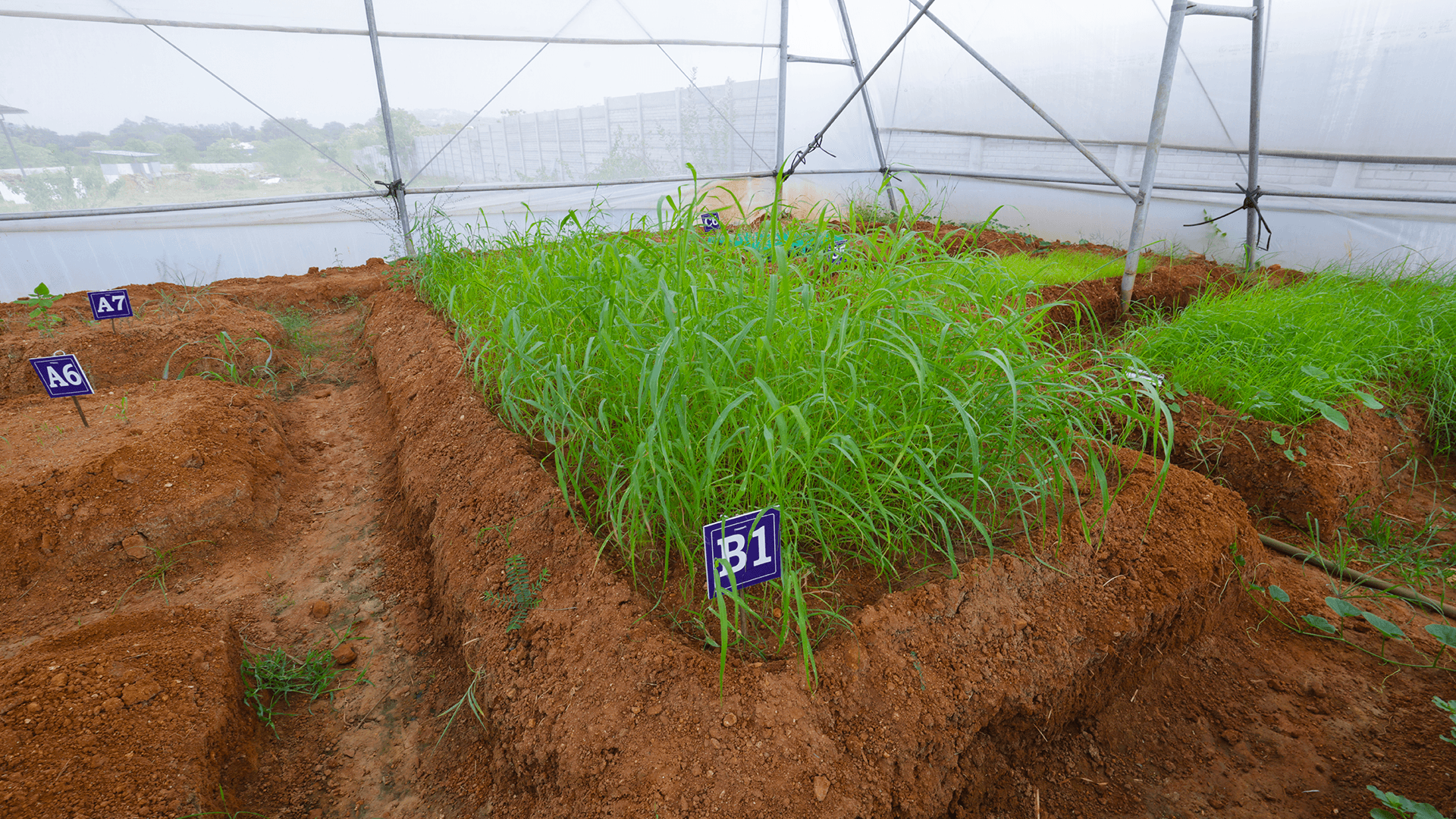 Controlled cultivation trial at Amitié Fleur